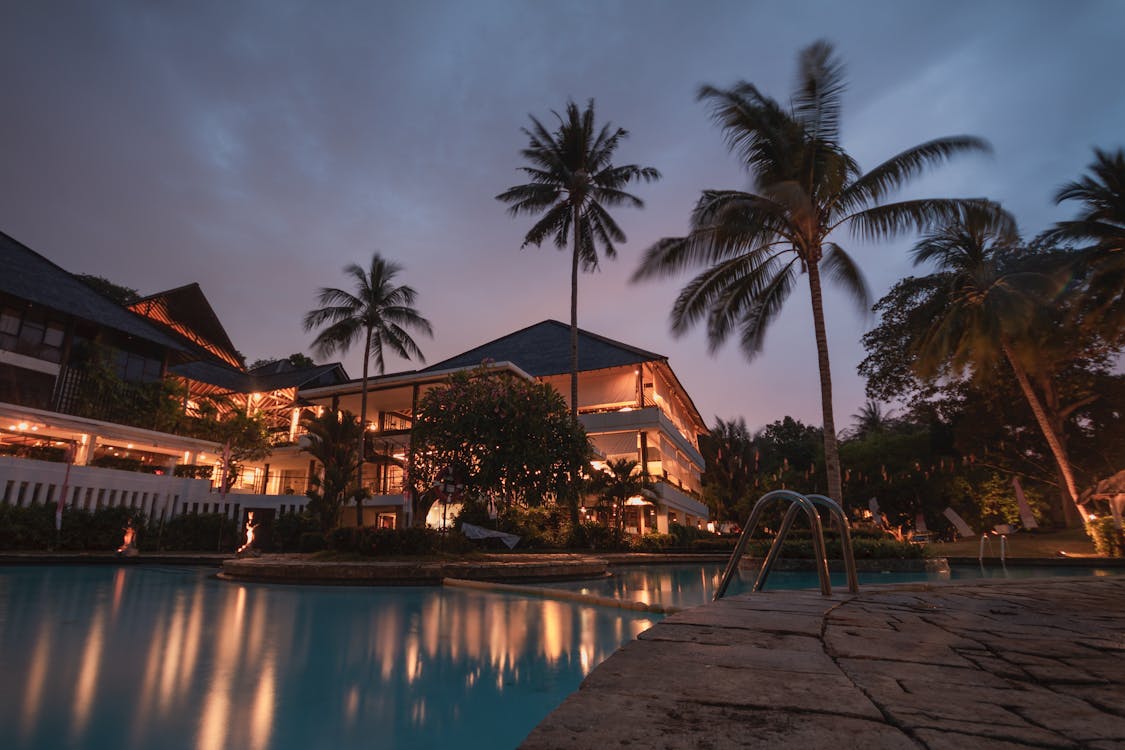 palm tree photograph