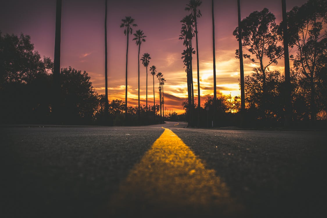 palm tree photograph